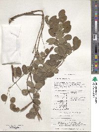 Indigofera kirilowii image