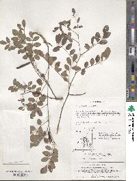 Indigofera kirilowii image