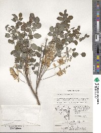 Indigofera kirilowii image