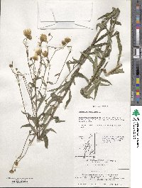 Hieracium umbellatum image