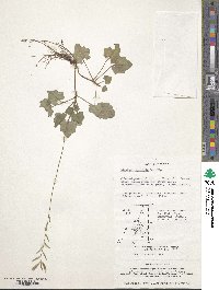 Ainsliaea apiculata image