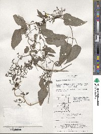 Paederia foetida image