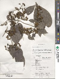 Paederia foetida image