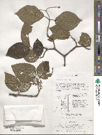 Viburnum wrightii image