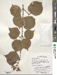 Viburnum wrightii image