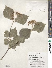 Viburnum wrightii image