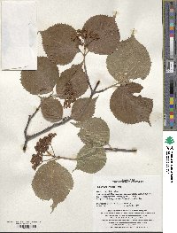 Viburnum wrightii image