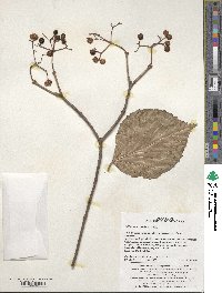 Viburnum wrightii image