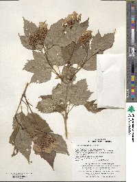 Viburnum sargentii image