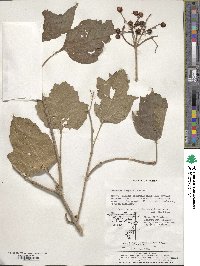 Viburnum sargentii image