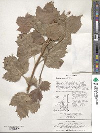 Viburnum sargentii image