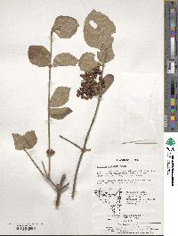 Viburnum dilatatum image