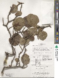 Viburnum dilatatum image