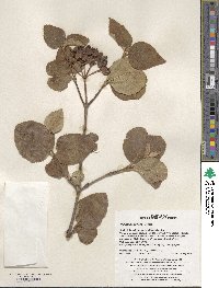 Viburnum carlesii image