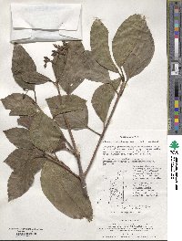 Viburnum japonicum image