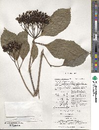 Viburnum japonicum image