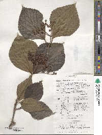 Viburnum japonicum var. boninsimense image