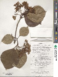 Viburnum japonicum image