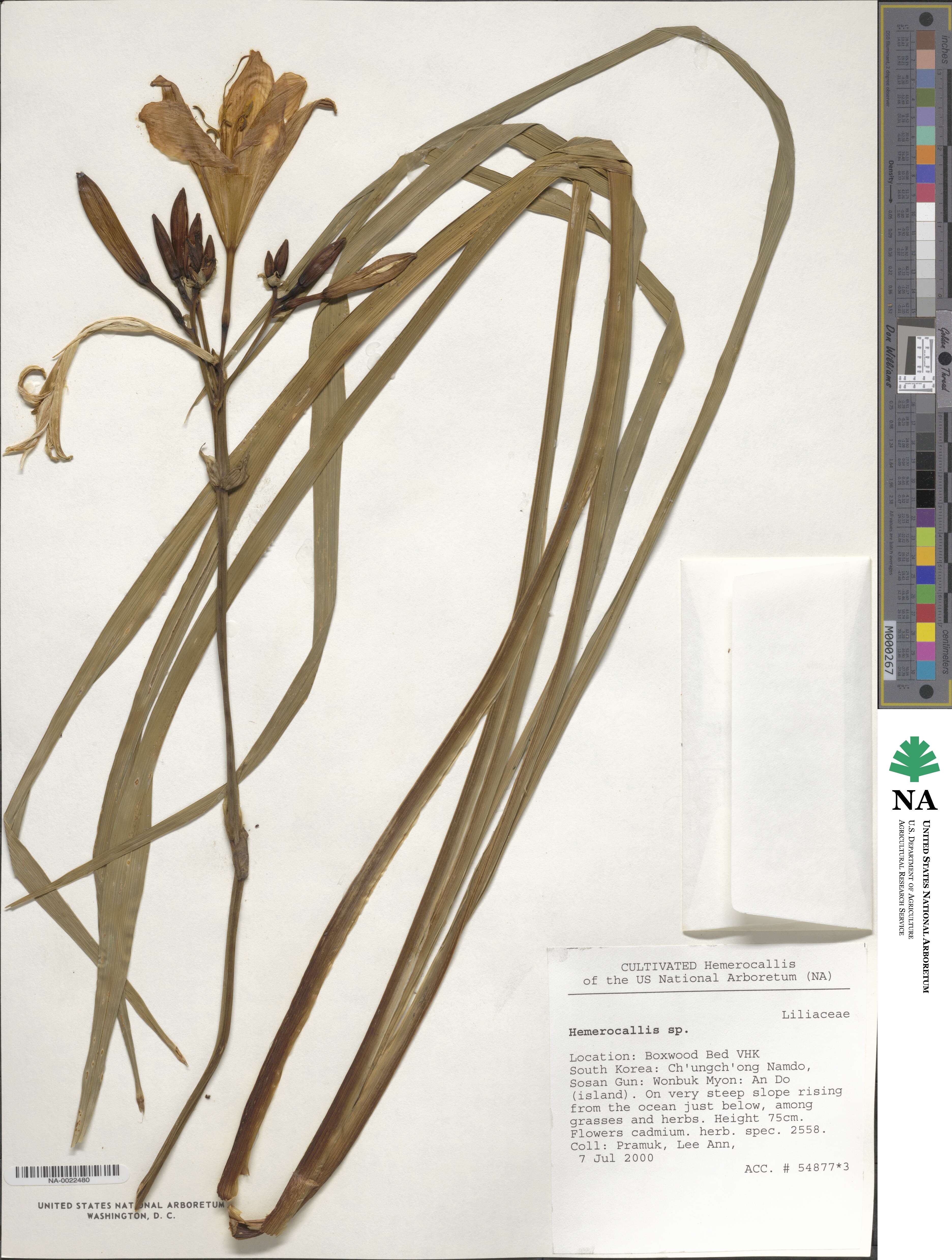 Hemerocallis image