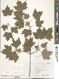 Acer rubrum image