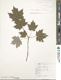 Acer rubrum image