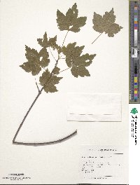 Acer rubrum image