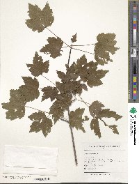 Acer rubrum image