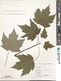 Acer rubrum image