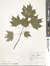 Acer rubrum image