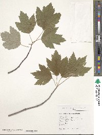 Acer rubrum image