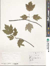 Acer rubrum image