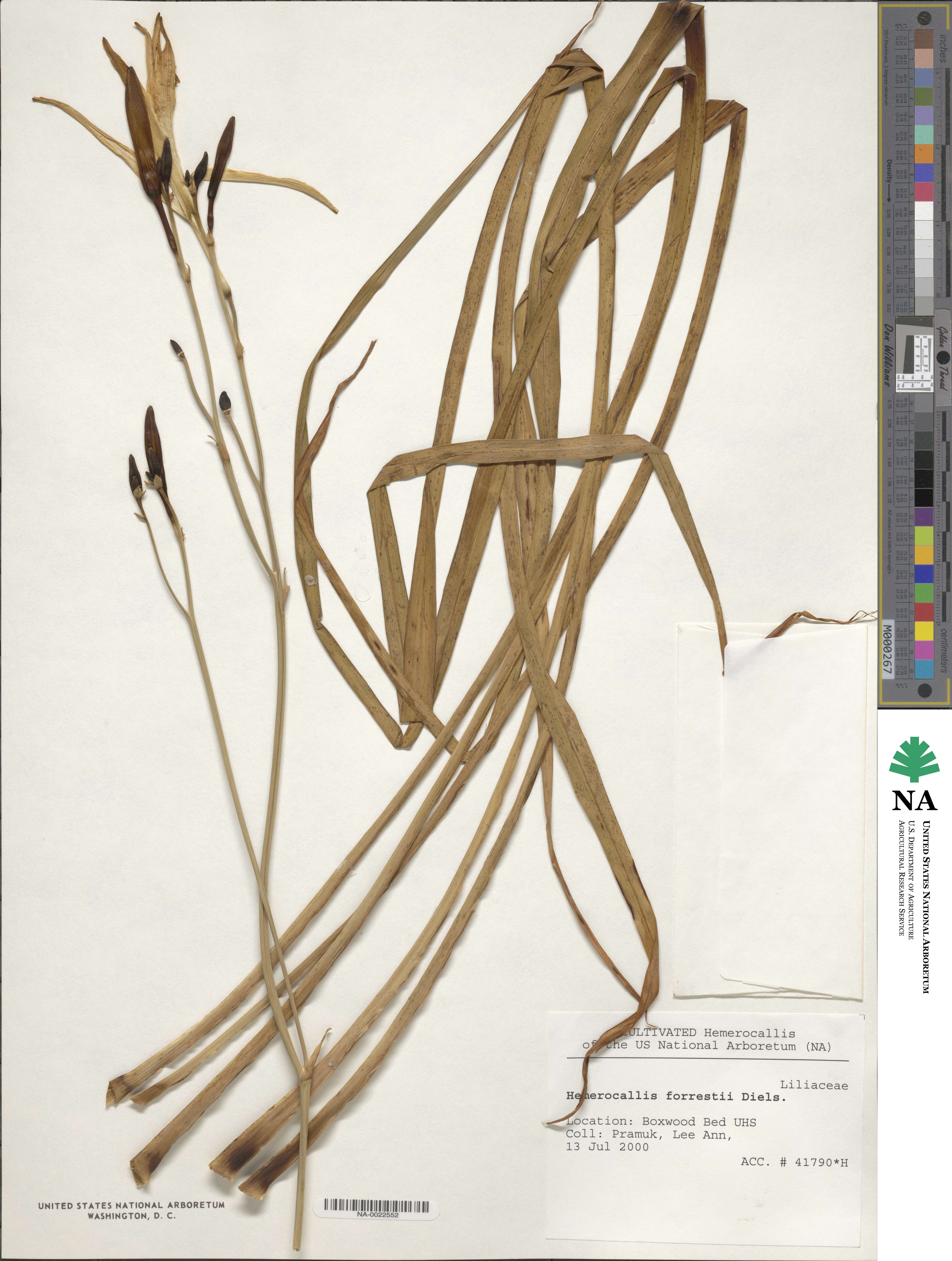 Hemerocallis image