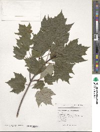 Acer rubrum image