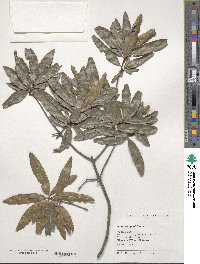 Quercus phellos image