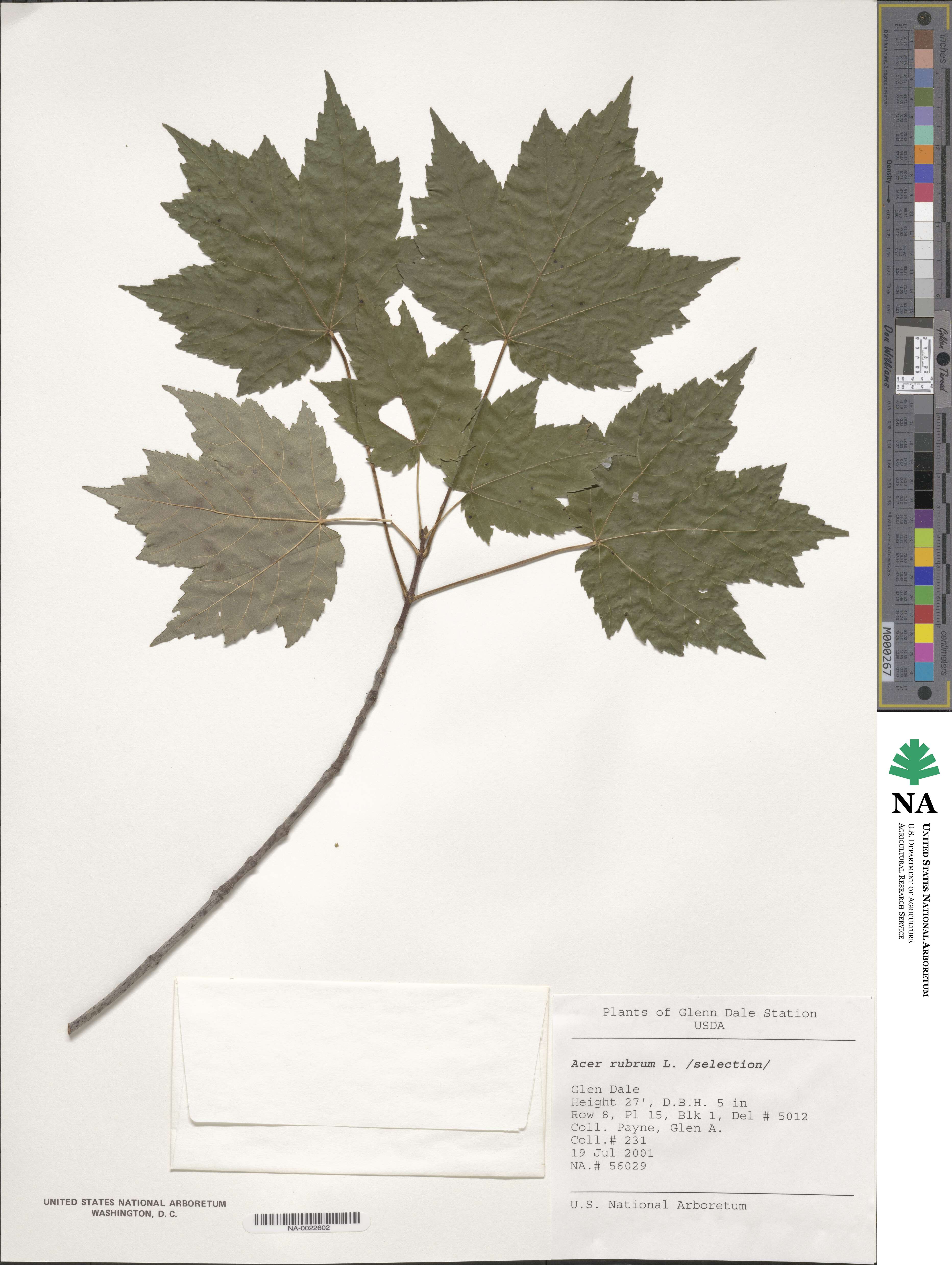 Acer rubrum image
