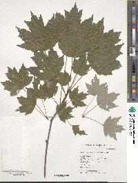 Acer rubrum image