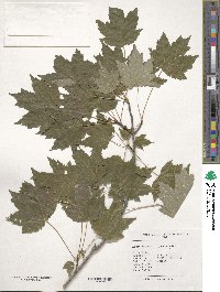 Acer rubrum image