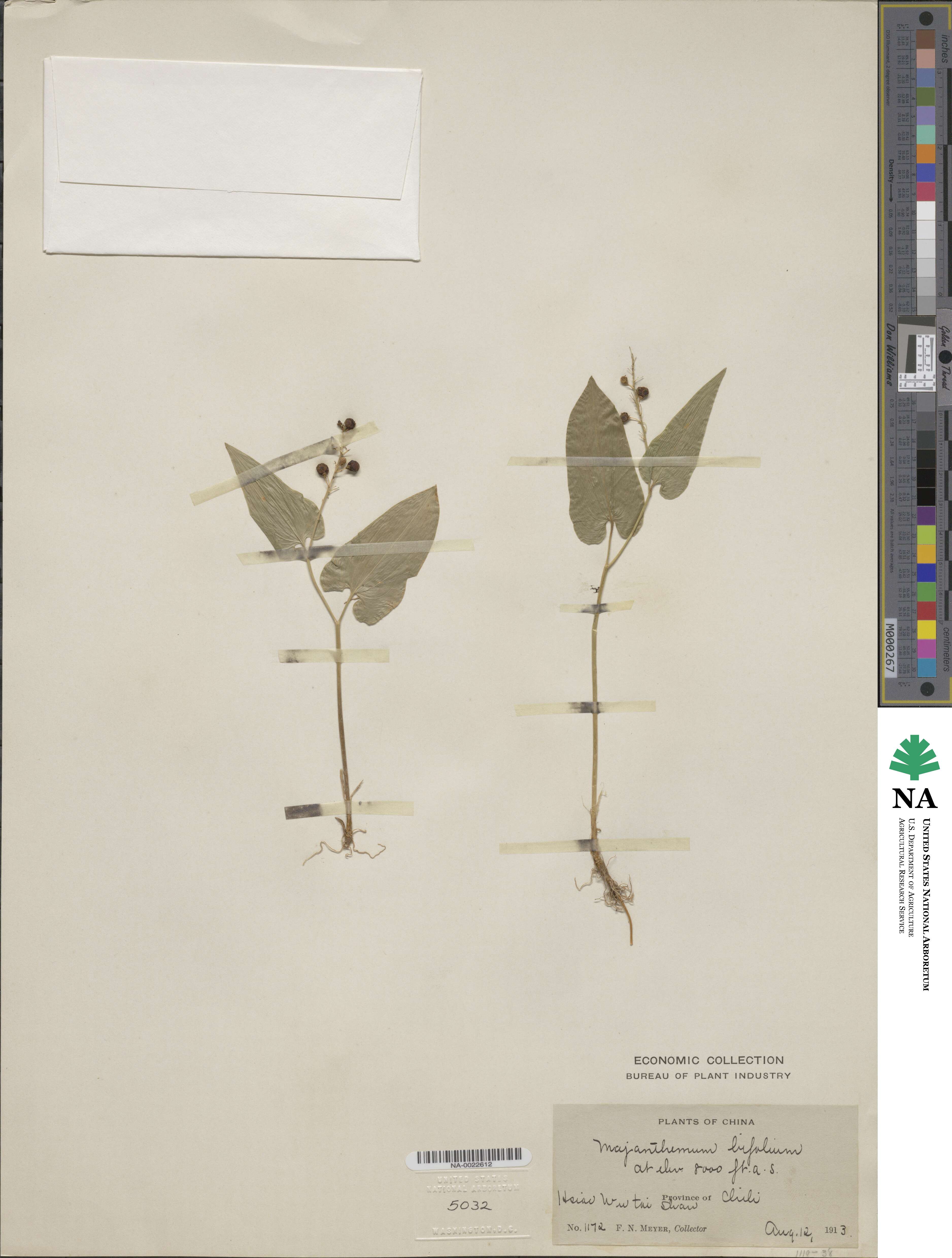 Maianthemum bifolium image