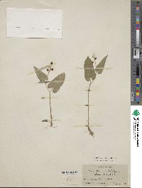 Maianthemum bifolium image