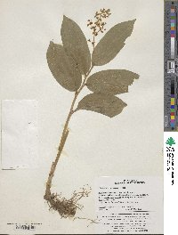 Maianthemum dahuricum image