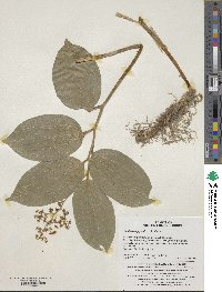 Maianthemum japonicum image