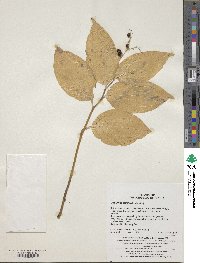 Maianthemum japonicum image