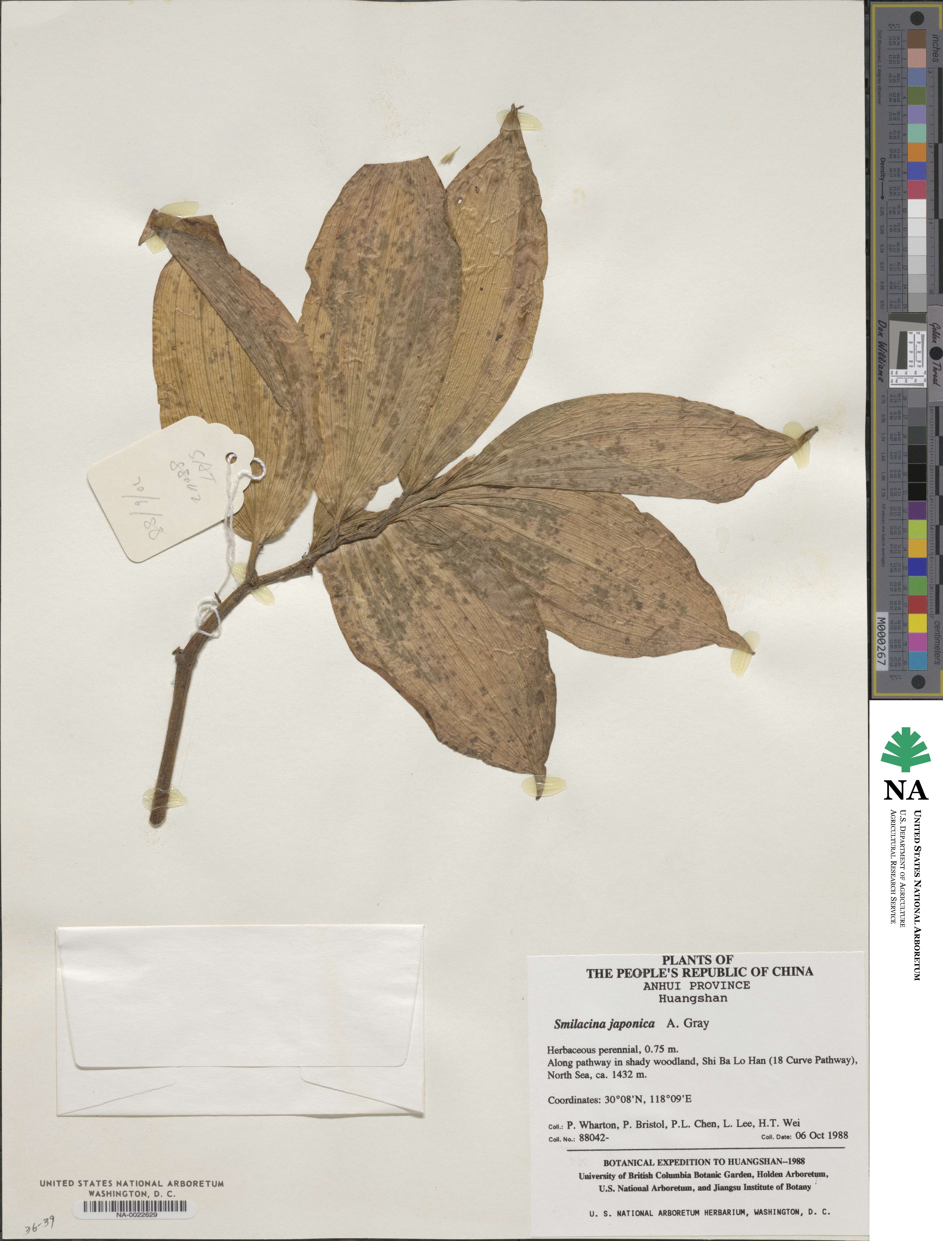 Maianthemum japonicum image