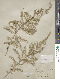 Asparagus schoberioides image