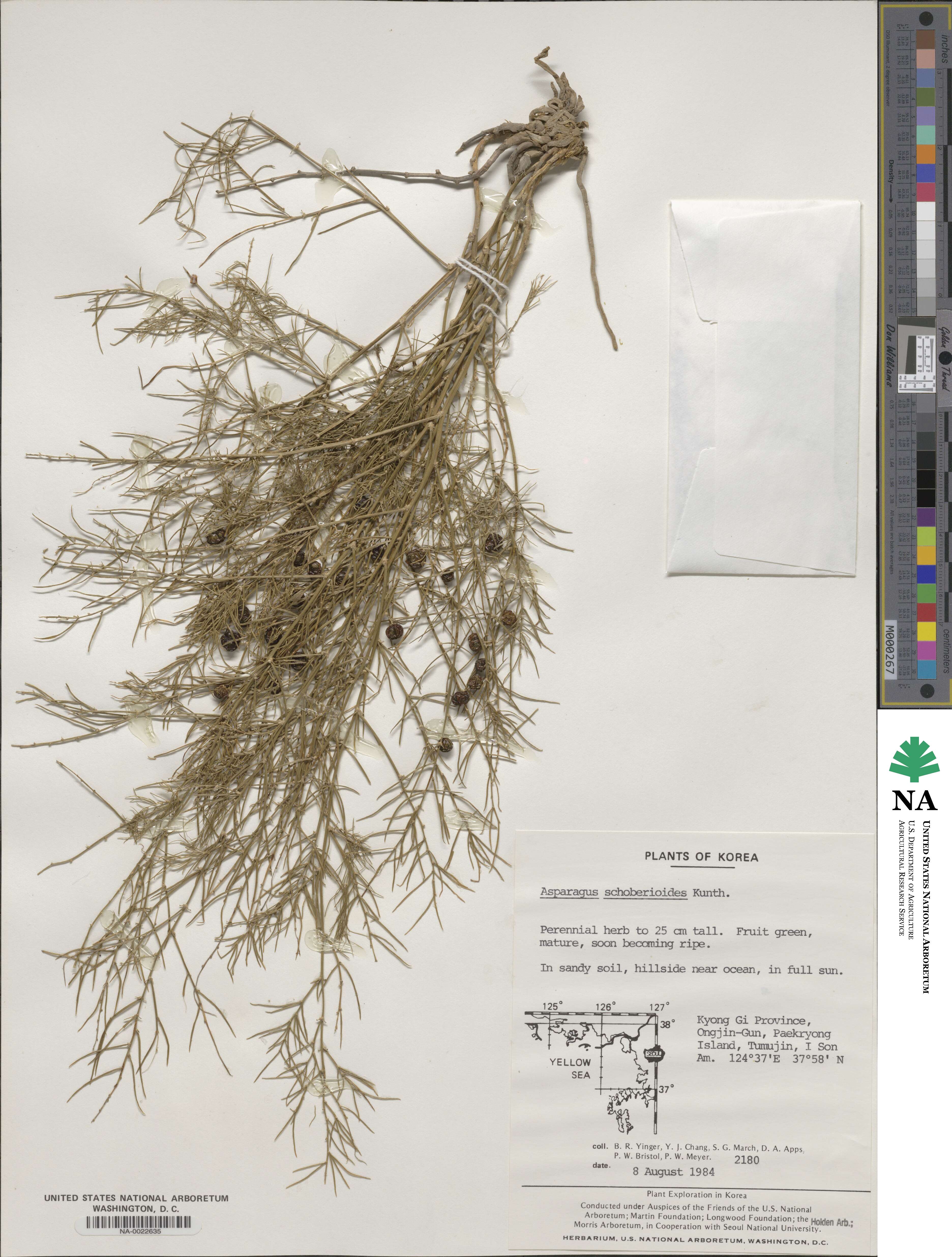 Asparagus schoberioides image