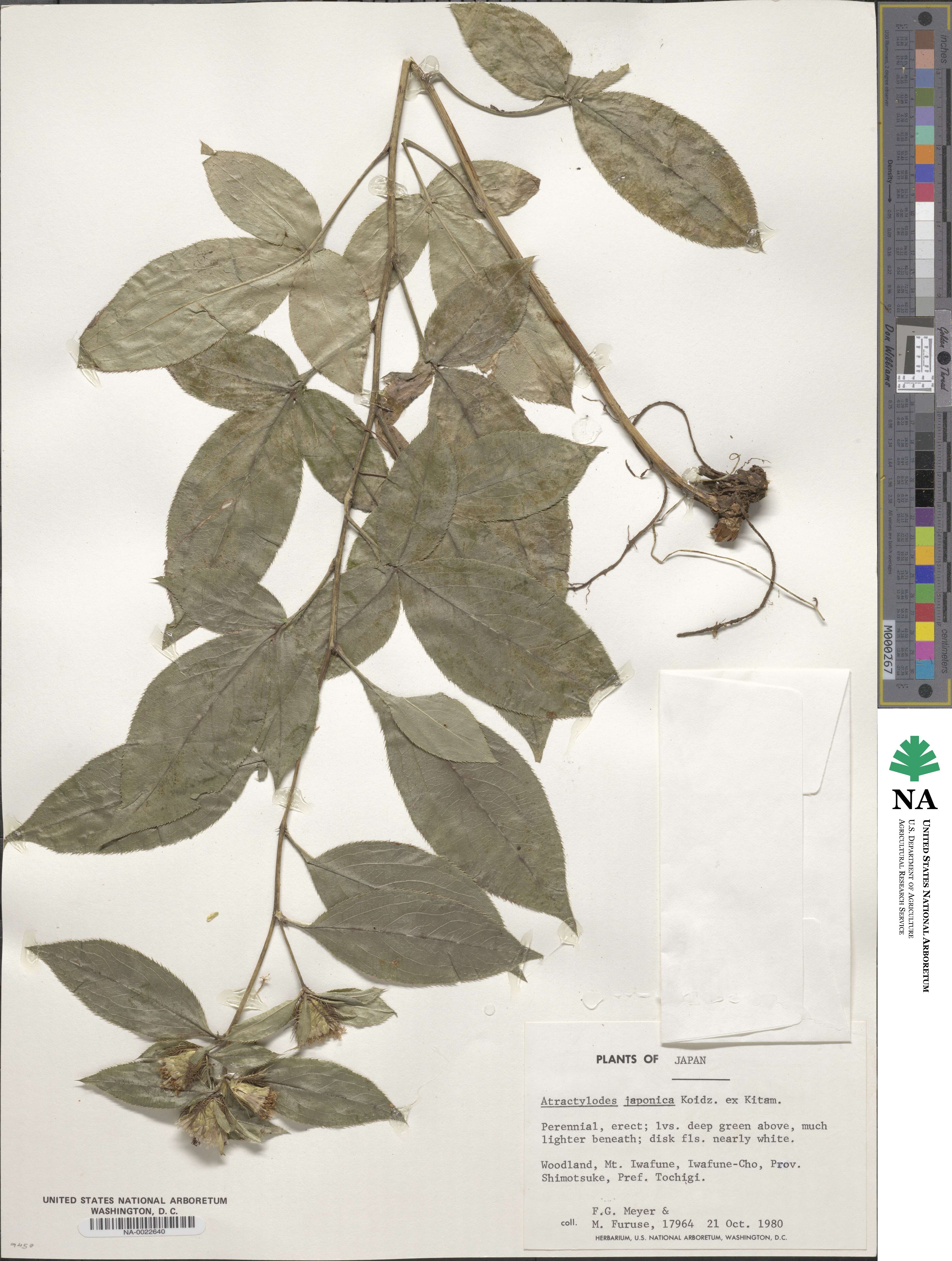 Atractylodes lancea image