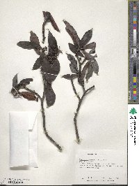 Psychotria rubra image