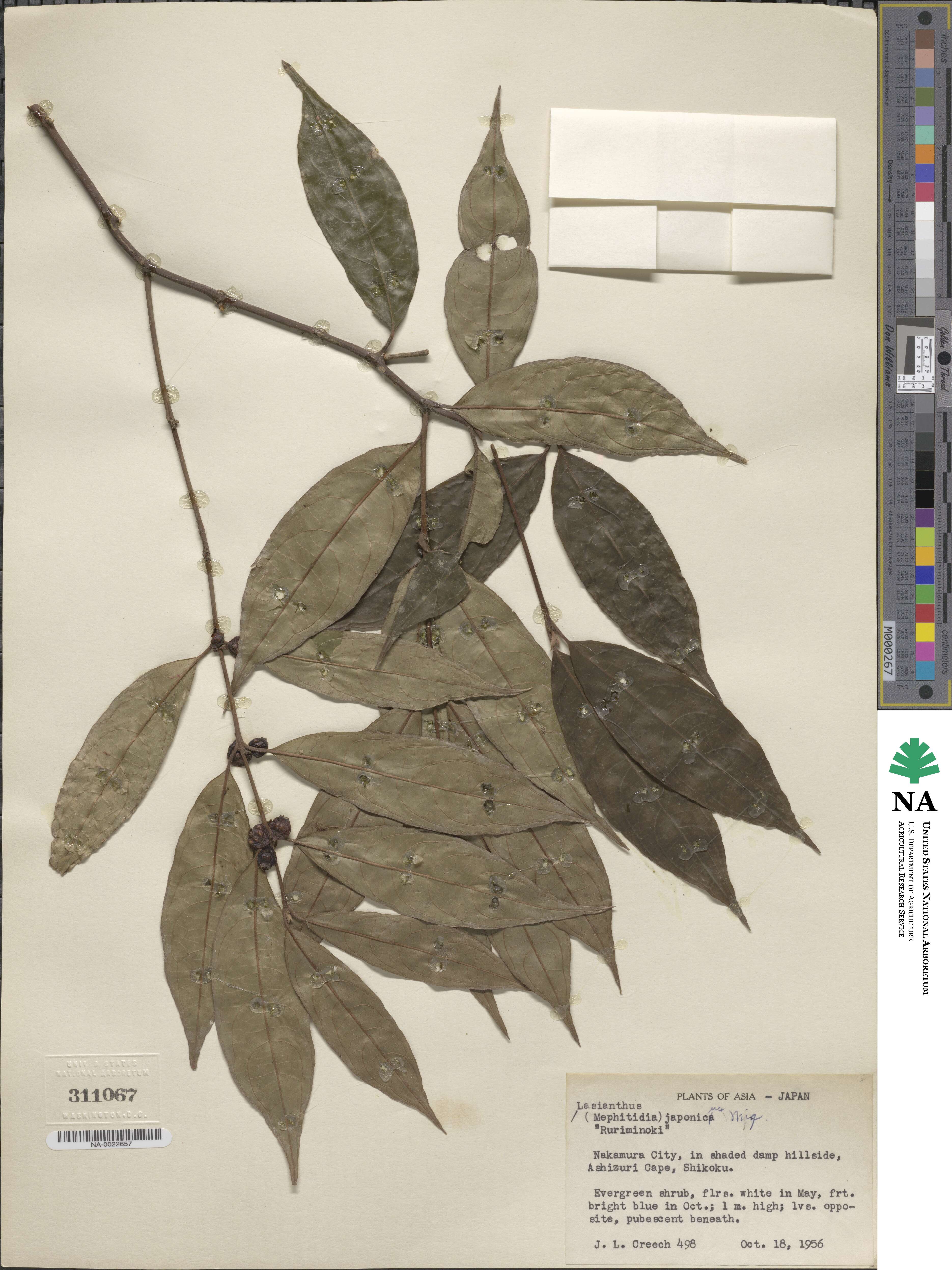 Lasianthus japonicus image