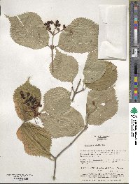 Viburnum wrightii image