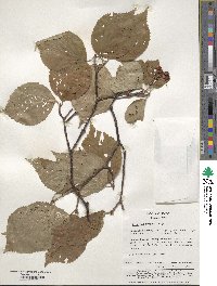 Viburnum wrightii image